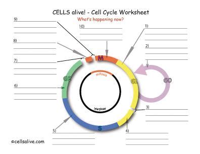 cells alive cell cycle worksheet key